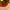 Valery Madelyn 36 Inch Red Gold Christmas Tree Skirt for Tree Decorations Small Xmas Velvet Tree Skirt with Embroidery Flower & Golden Baroque Border for 4-7ft Tree Merry Christmas Party Decor